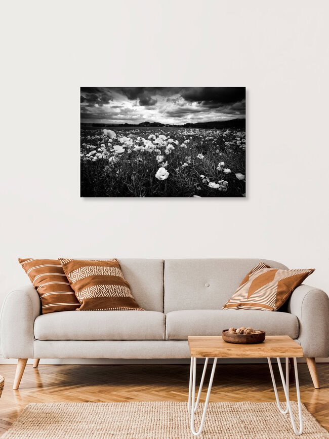 Poppy Seed, Germany – wall art by Oliver Henze as Poster or Acrylic Glass Print