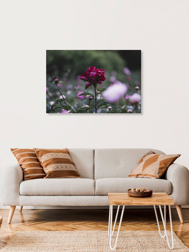 Dark red peony on a summer day, Germany – wall art by Nadja Jacke as Poster or Acrylic Glass Print