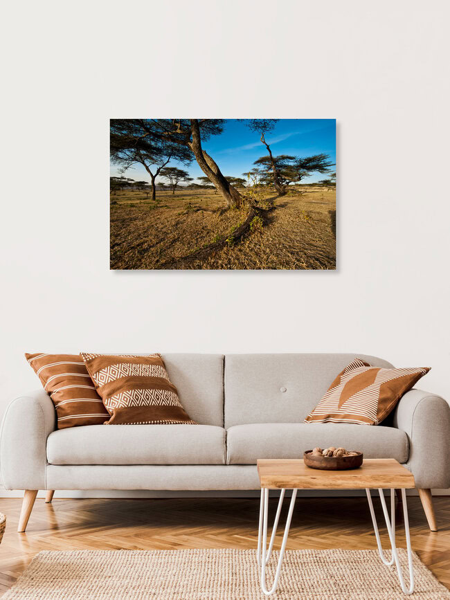Akazie im Hochland von Äthiopien, Ethiopia – wall art by Alfred Luef as Poster or Acrylic Glass Print