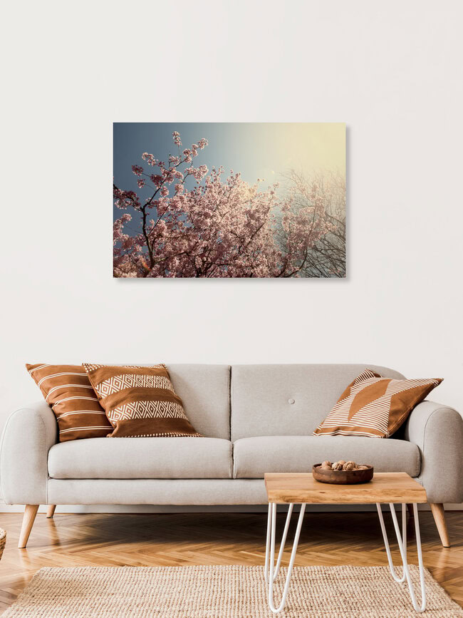 Baum voller Kirschblüten im strahlenden Sonnenschein, Deutschland – Fotokunst von Nadja Jacke als Poster oder Acrylglasbild