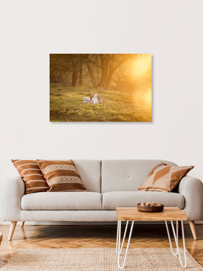 Gänse geniessen die Abendsonne, Deutschland – Fotokunst von Nadja Jacke als Poster oder Acrylglasbild