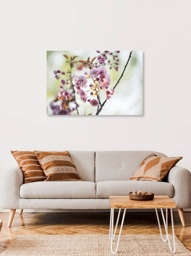 Japanese blossom cherry blooming in the sunlight, Germany – wall art by Nadja Jacke as Poster or Acrylic Glass Print