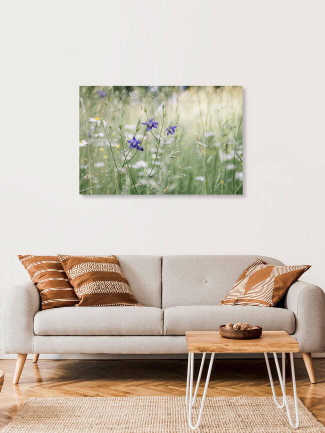 Lila Akeleien in Sommerblumenwiese, Deutschland – Fotokunst von Nadja Jacke als Poster oder Acrylglasbild