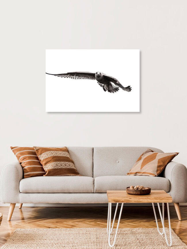 Silbermöwe, Norwegen – Fotokunst von Sebastian Worm als Poster oder Acrylglasbild