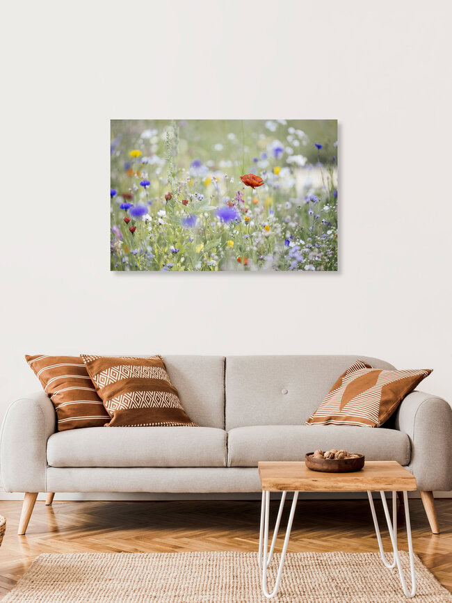 Summer flower meadow with wildflowers and poppy, Germany – wall art by Nadja Jacke as Poster or Acrylic Glass Print
