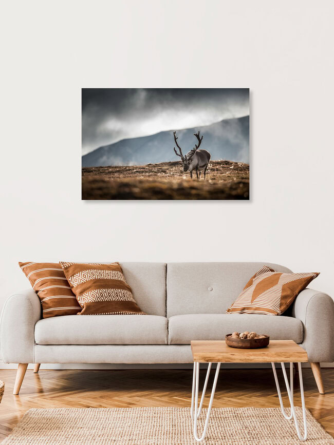 The Reindeer, Spitzbergen – Fotokunst von Sebastian Worm als Poster oder Acrylglasbild