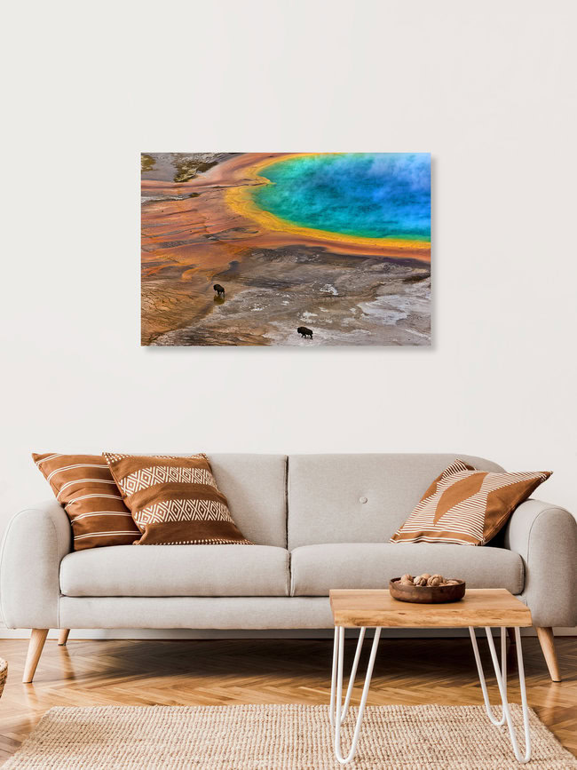 Bisons an der Grand Prismatic Spring im Yellowstone National Park, USA, Vereinigte Staaten – Fotokunst von Lukas Gawenda als Poster oder Acrylglasbild