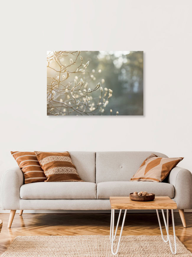 Magnolienknospen im Sonnenlicht, Deutschland – Fotokunst von Nadja Jacke als Poster oder Acrylglasbild