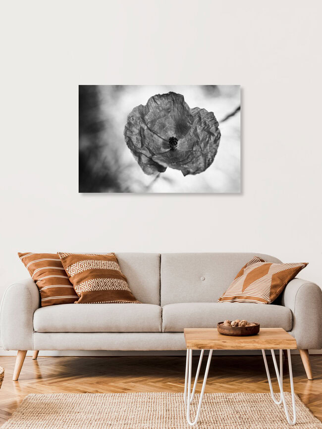 Poppy, Germany – wall art by Malte Scherf as Poster or Acrylic Glass Print