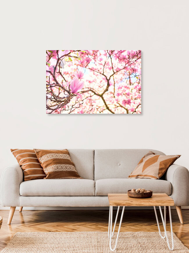Magnolien im Frühling, Deutschland – Fotokunst von Sascha Faber als Poster oder Acrylglasbild