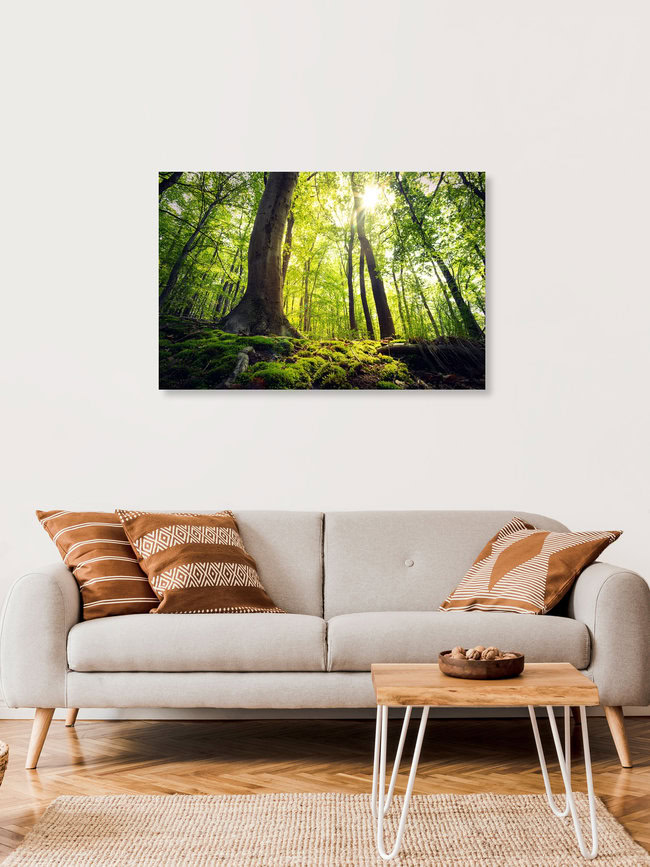 Grüner Buchenwald, Deutschland – Fotokunst von Oliver Henze als Poster oder Acrylglasbild