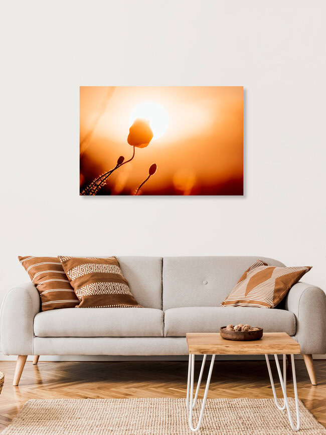 Poppy flower kisses the sun, Germany – wall art by Oliver Henze as Poster or Acrylic Glass Print