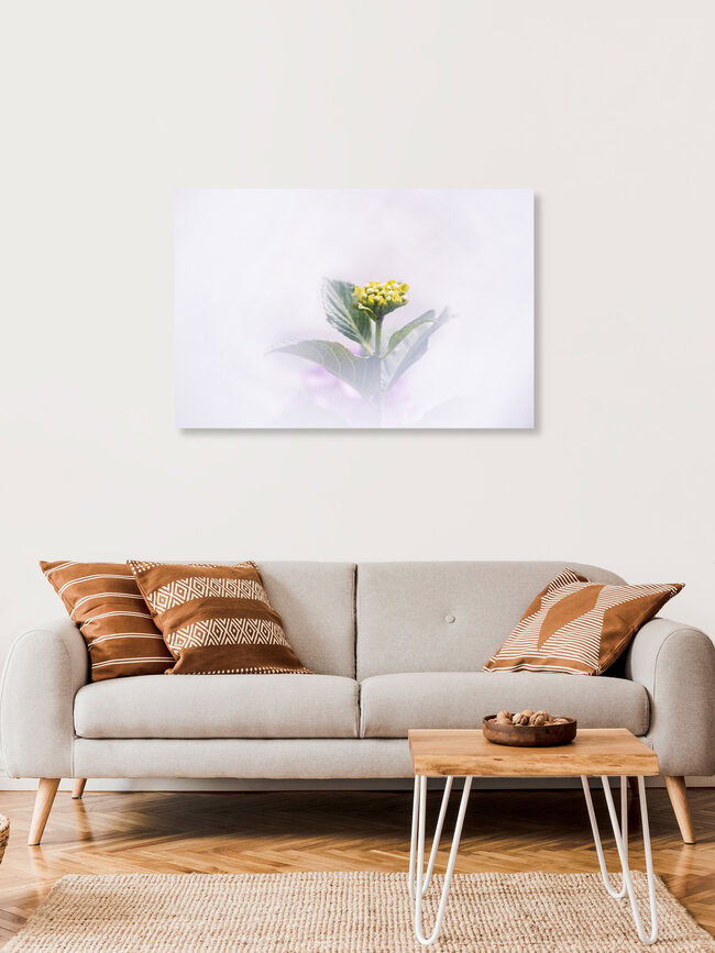 Hortensien, Deutschland – Fotokunst von Nadja Jacke als Poster oder Acrylglasbild