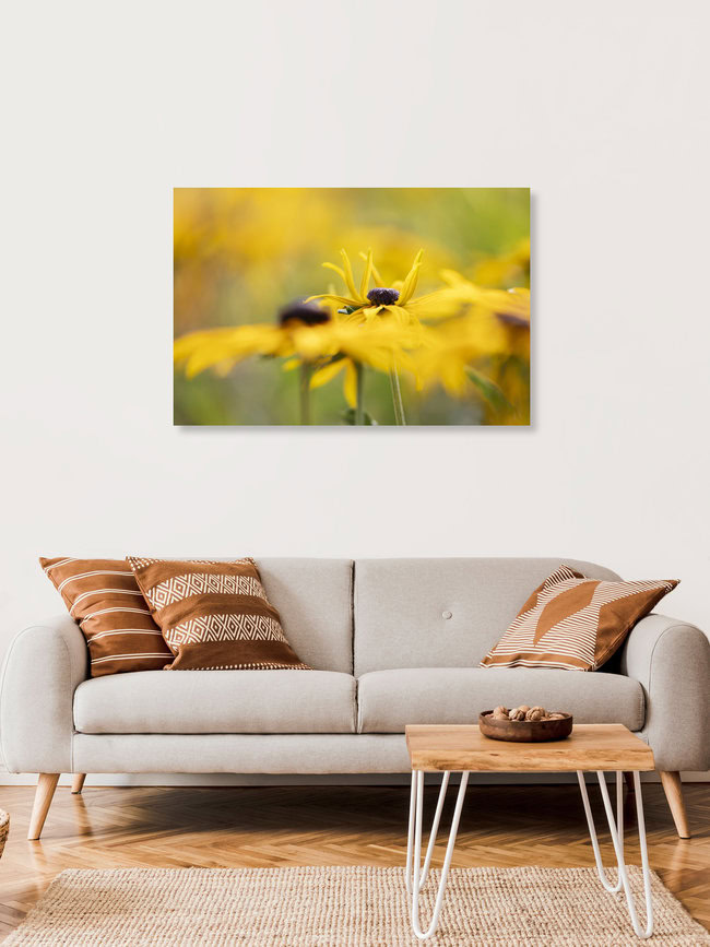 Sonnenhüte Echinacea, Deutschland – Fotokunst von Nadja Jacke als Poster oder Acrylglasbild