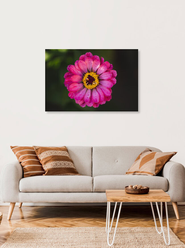 Zinnien Sommerblumen, Deutschland – Fotokunst von Nadja Jacke als Poster oder Acrylglasbild