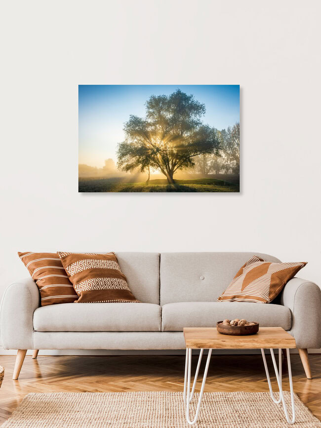 Autumn Light Tree, Germany – wall art by Martin Wasilewski as Poster or Acrylic Glass Print