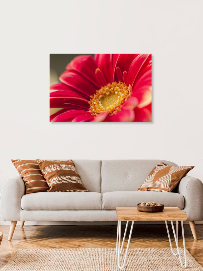Gerbera, Deutschland – Fotokunst von Nadja Jacke als Poster oder Acrylglasbild