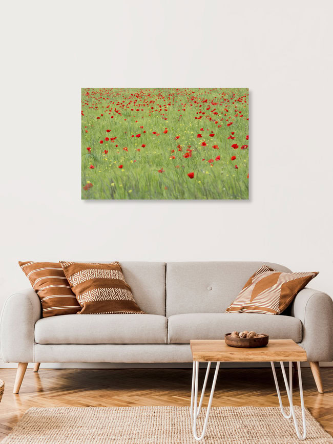 Field of poppies, Switzerland – wall art by Thomas Staubli as Poster or Acrylic Glass Print