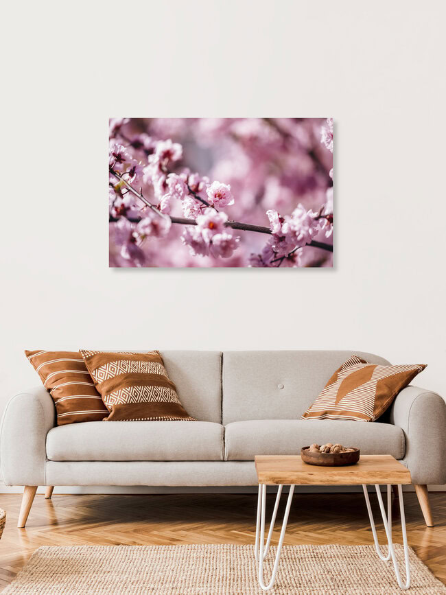 Kirschblüten in der Frühlingssonne, Deutschland – Fotokunst von Nadja Jacke als Poster oder Acrylglasbild