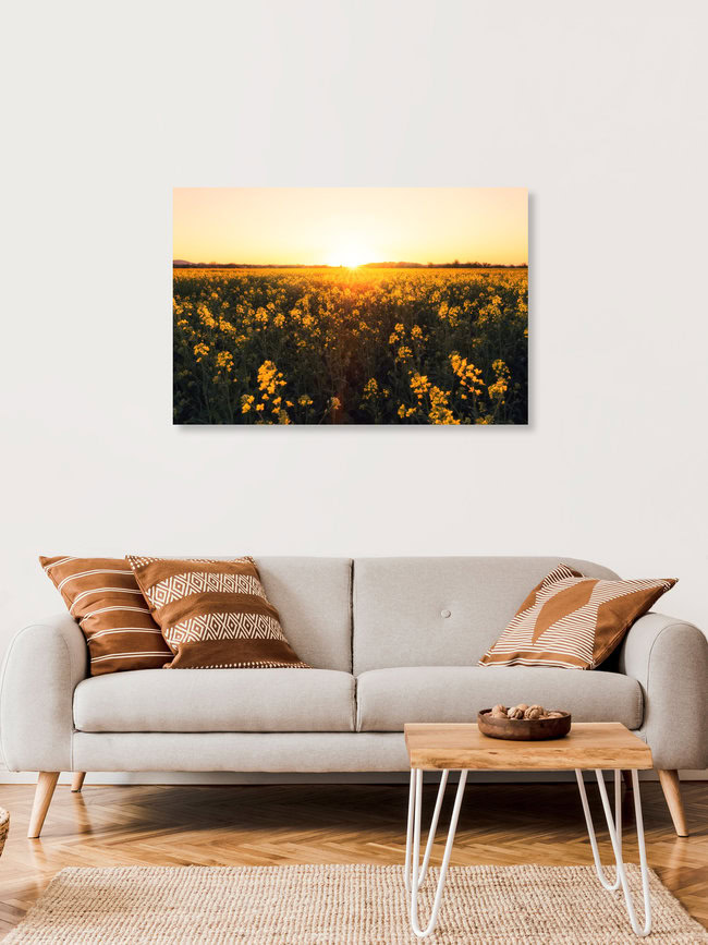 Rapsfeld mit Sonnenuntergang, Deutschland – Fotokunst von Oliver Henze als Poster oder Acrylglasbild
