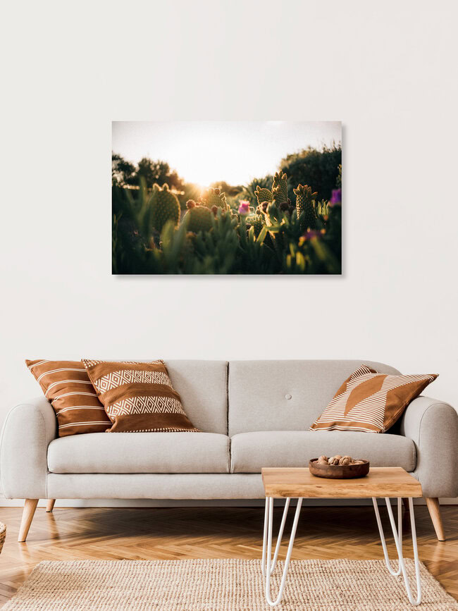 Backlit Cactuses at sunrise, Morocco – wall art by Marco Leiter as Poster or Acrylic Glass Print