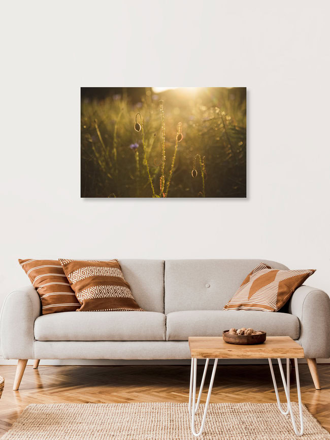 Cornflower and poppy at sunset, Germany – wall art by Nadja Jacke as Poster or Acrylic Glass Print