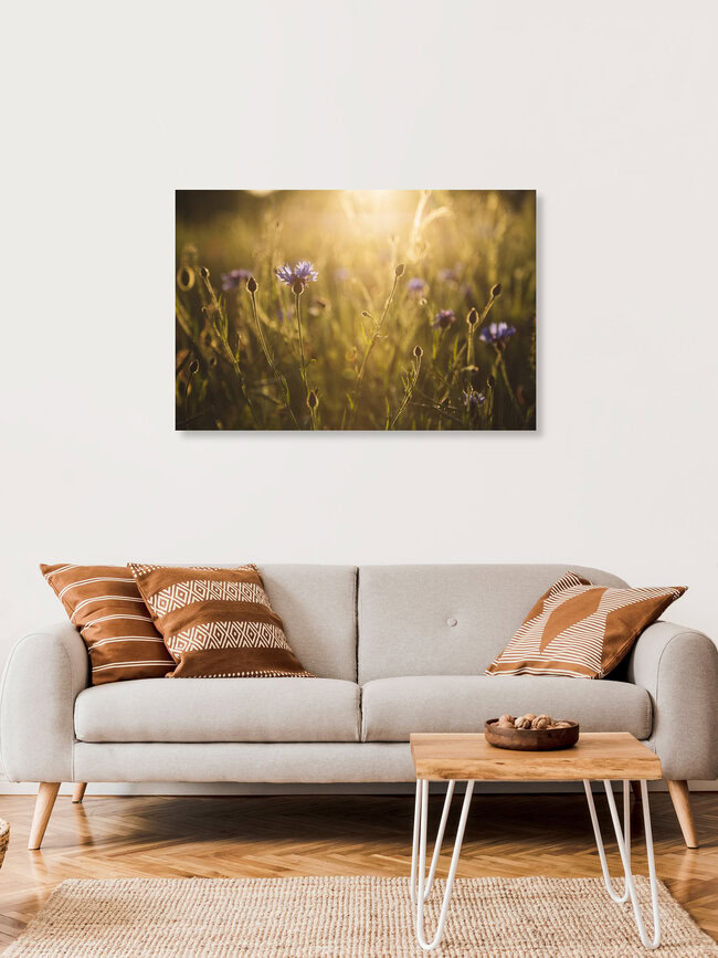 Kornblume zum Sonnenuntergang, Deutschland – Fotokunst von Nadja Jacke als Poster oder Acrylglasbild