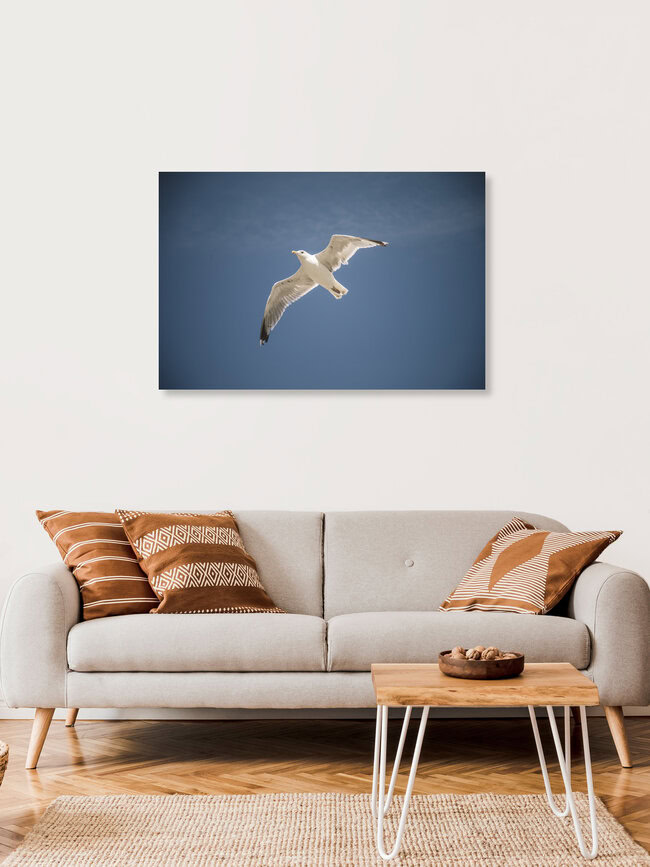 Möwe im Flug, Deutschland – Fotokunst von Nadja Jacke als Poster oder Acrylglasbild