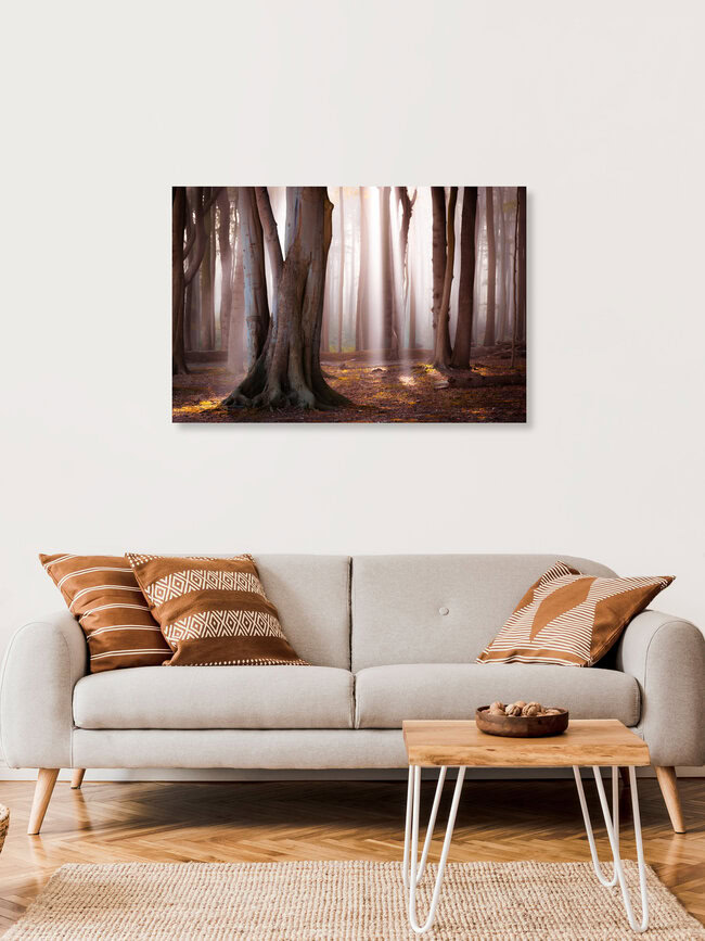 Light in the Forest, Germany – wall art by Martin Wasilewski as Poster or Acrylic Glass Print