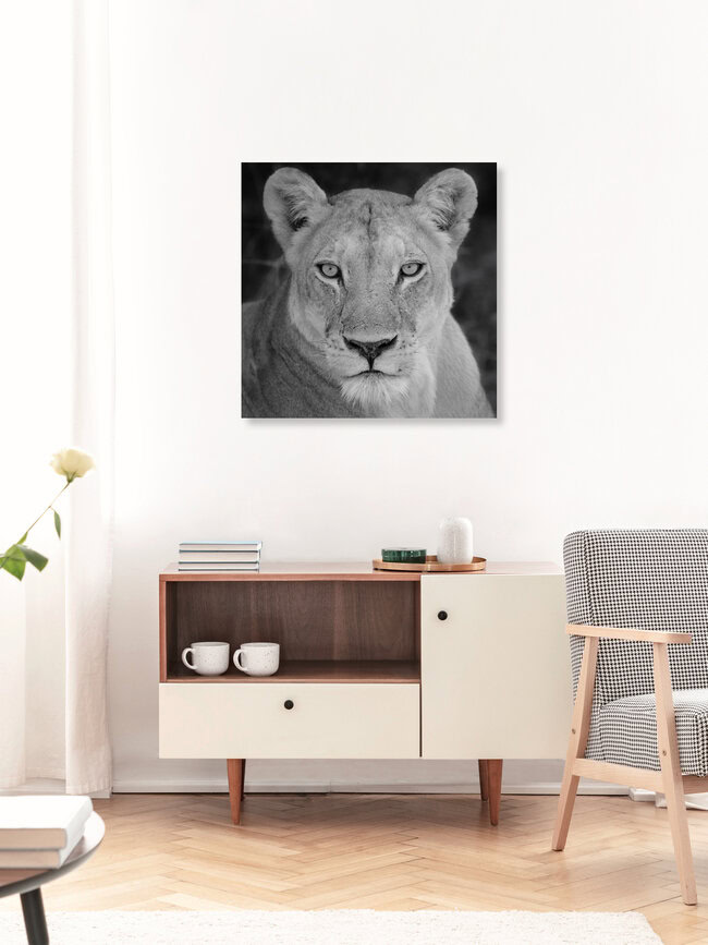 Die Löwin, Botswana – Fotokunst von Dennis Wehrmann als Poster oder Acrylglasbild