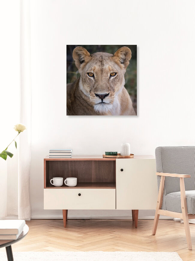 Portrait einer Löwin II, Botswana – Fotokunst von Dennis Wehrmann als Poster oder Acrylglasbild