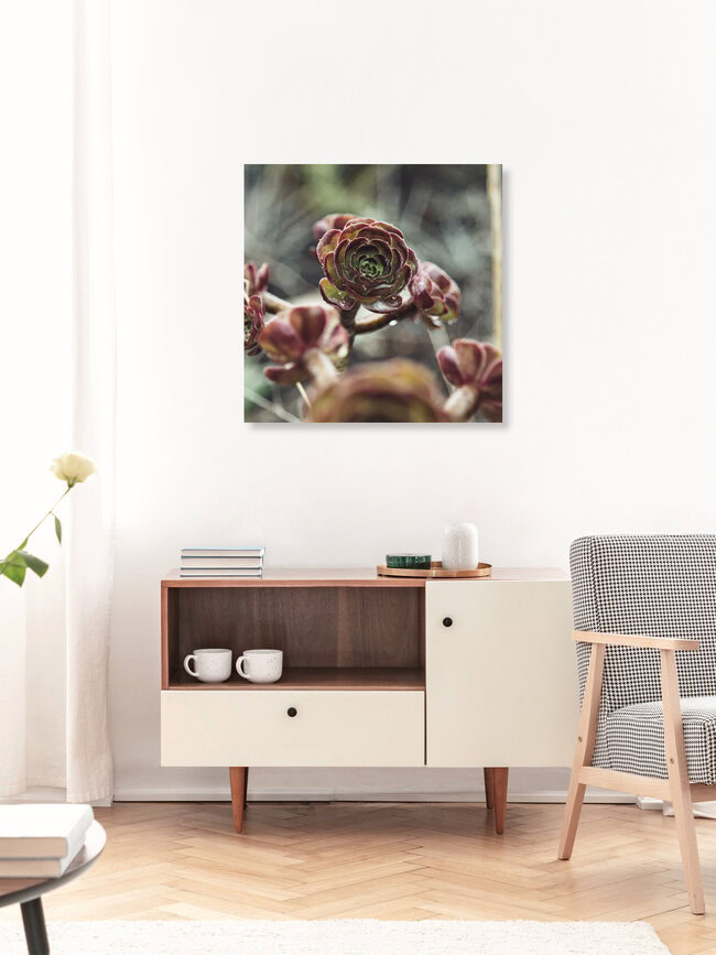 Formentera Rose - Aeonium - benetzt mit Regentropfen, Spanien – Fotokunst von Nadja Jacke als Poster oder Acrylglasbild