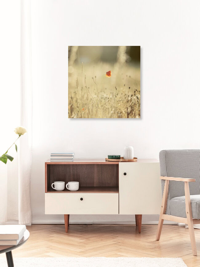 Mohnblüte im Getreidefeld im warmen Sonnenlicht, Deutschland – Fotokunst von Nadja Jacke als Poster oder Acrylglasbild