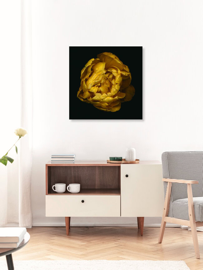 yellow stuffed tulip, Germany – wall art by Ramona Reimann as Poster or Acrylic Glass Print