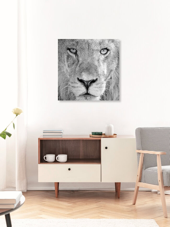 Im Auge des Löwen, Botswana – Fotokunst von Dennis Wehrmann als Poster oder Acrylglasbild