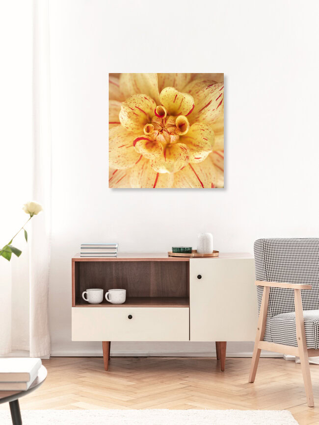 Dekorative Dahlie Gloriosa Makroaufnahme, Deutschland – Fotokunst von Nadja Jacke als Poster oder Acrylglasbild