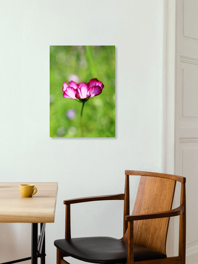 Pink summer glow, Germany – wall art by Manuela Deigert as Poster or Acrylic Glass Print