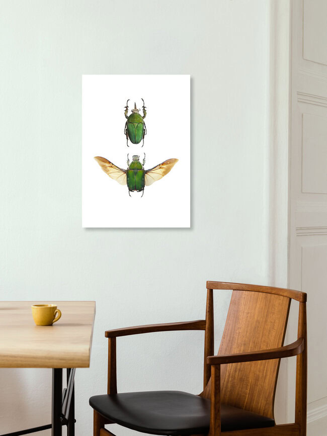 Rarity Cabinet Insect Beetle Green 2, Niederlande – Fotokunst von Marielle Leenders als Poster oder Acrylglasbild
