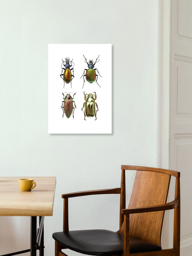 Rarity Cabinet Insect Beetles 4, Niederlande – Fotokunst von Marielle Leenders als Poster oder Acrylglasbild