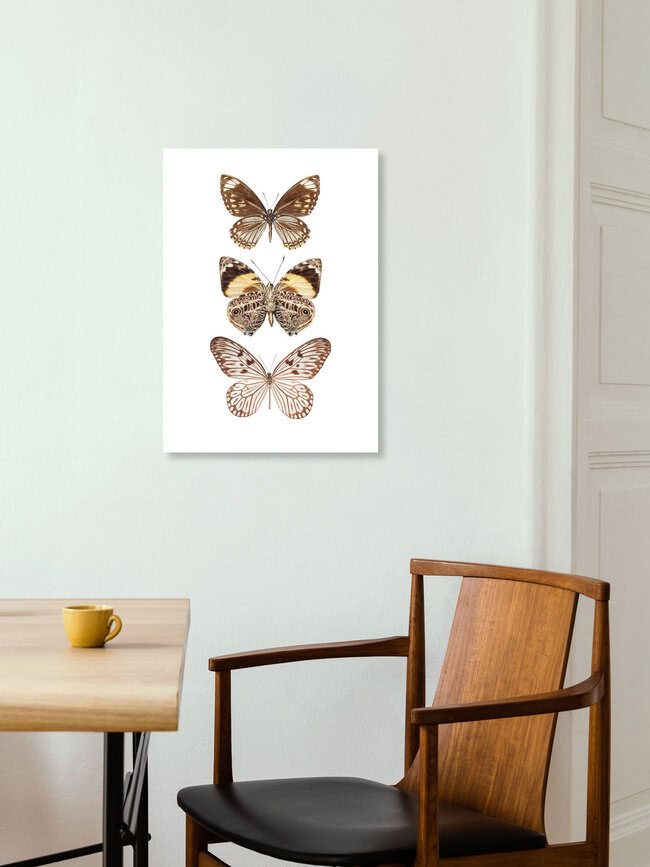 Rarity Cabinet Butterflies, brown 3, Niederlande – Fotokunst von Marielle Leenders als Poster oder Acrylglasbild