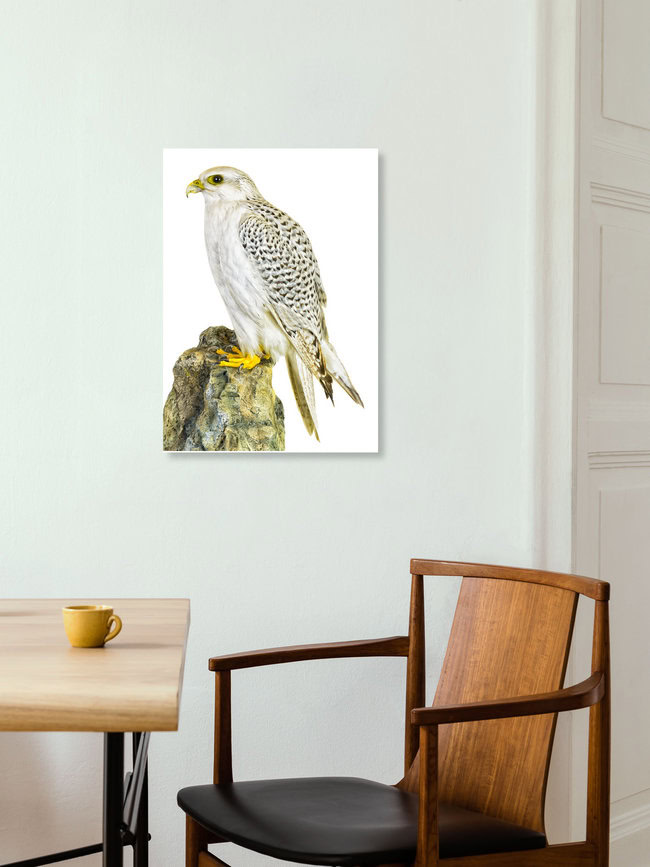 Rarity Cabinet Bird Hawk, Niederlande – Fotokunst von Marielle Leenders als Poster oder Acrylglasbild