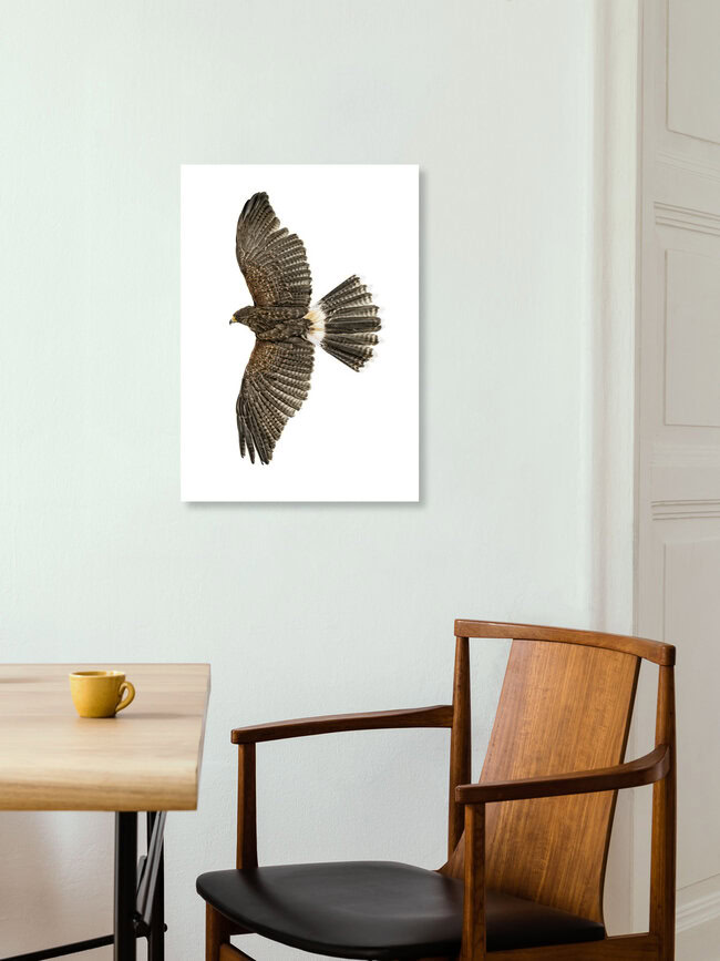 Rarity Cabinet Bird Eagle, Niederlande – Fotokunst von Marielle Leenders als Poster oder Acrylglasbild