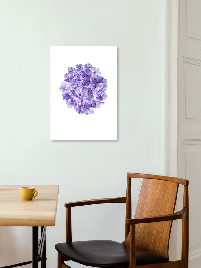 Rarity Cabinet Flower Hortensia, Niederlande – Fotokunst von Marielle Leenders als Poster oder Acrylglasbild