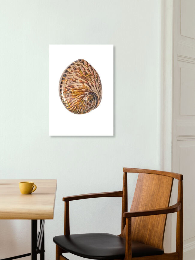 Rarity Cabinet Shell Pink, Niederlande – Fotokunst von Marielle Leenders als Poster oder Acrylglasbild