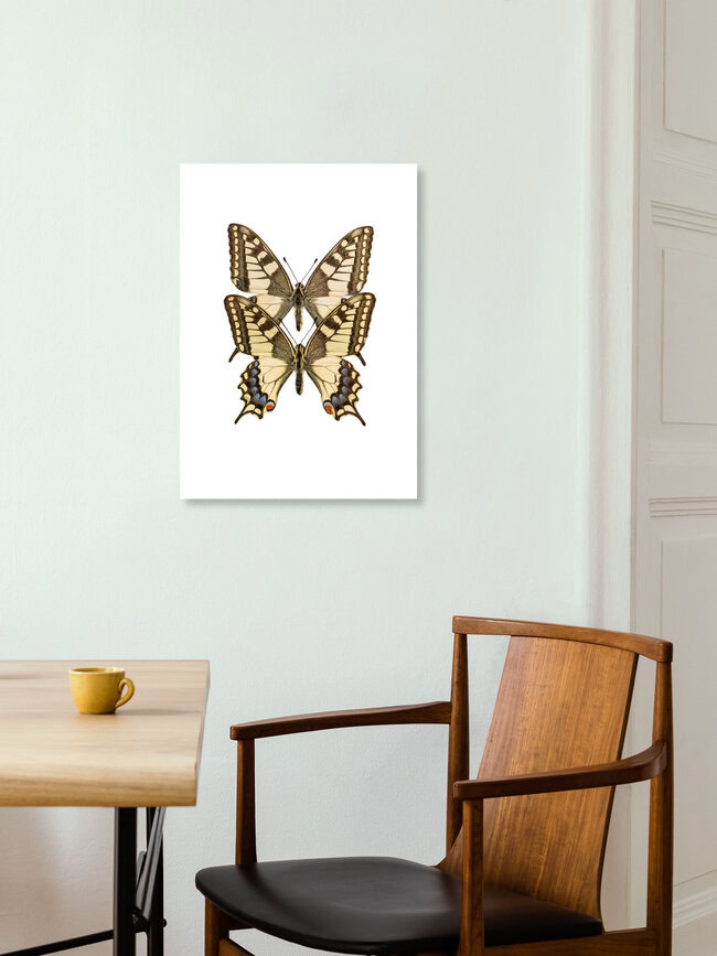 Rarity Cabinet Butterflies Twin, Niederlande – Fotokunst von Marielle Leenders als Poster oder Acrylglasbild