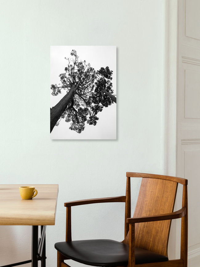 Japanese Garden, South Africa – wall art by Shot By Clint as Poster or Acrylic Glass Print