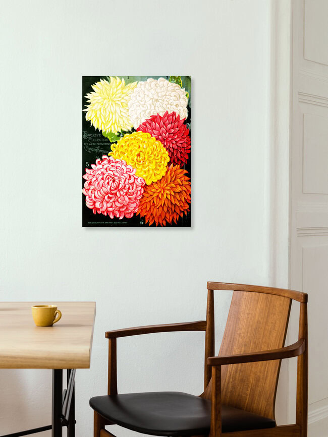 Wandbild 'Chrysanthemen 1' – Kunst von Vintage Nature Graphics als Poster oder Acrylglasbild
