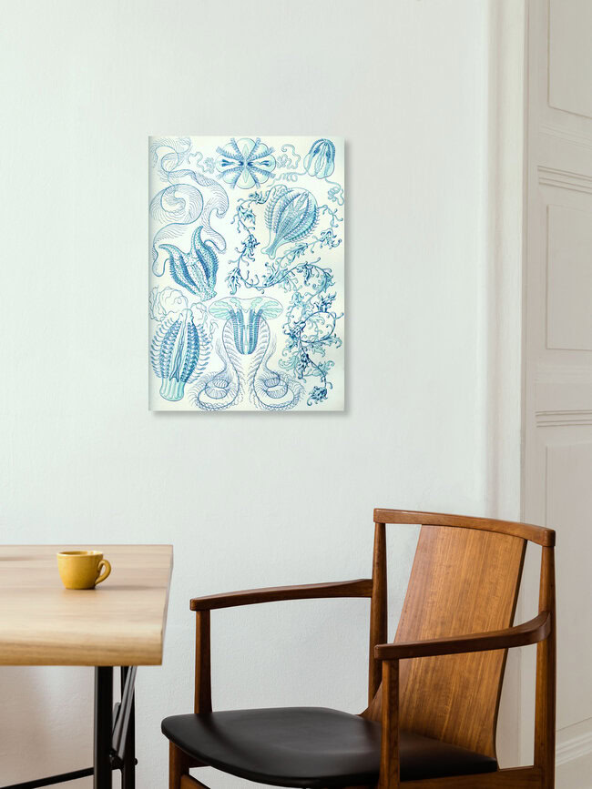 'Ctenophorae' – Wall Art by Vintage Nature Graphics as Poster or Acrylic Glass Print