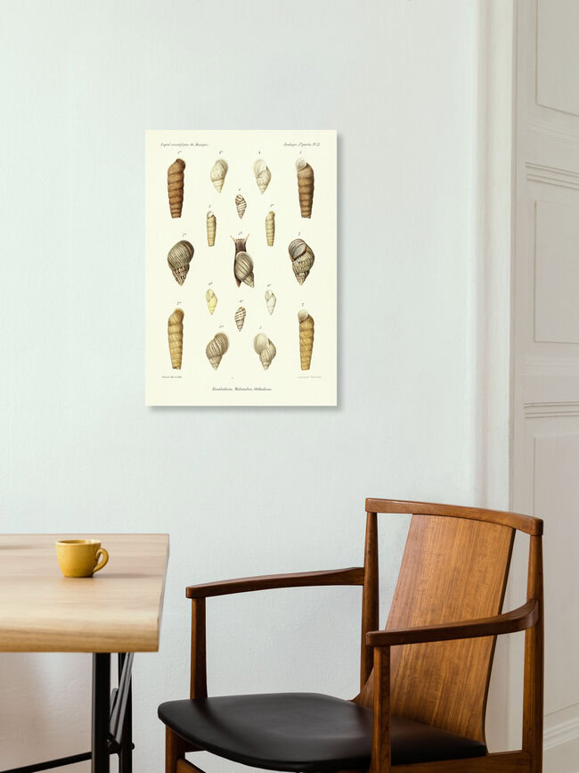 Wandbild 'Vintage Illustration Muscheln 14' – Kunst von Vintage Nature Graphics als Poster oder Acrylglasbild