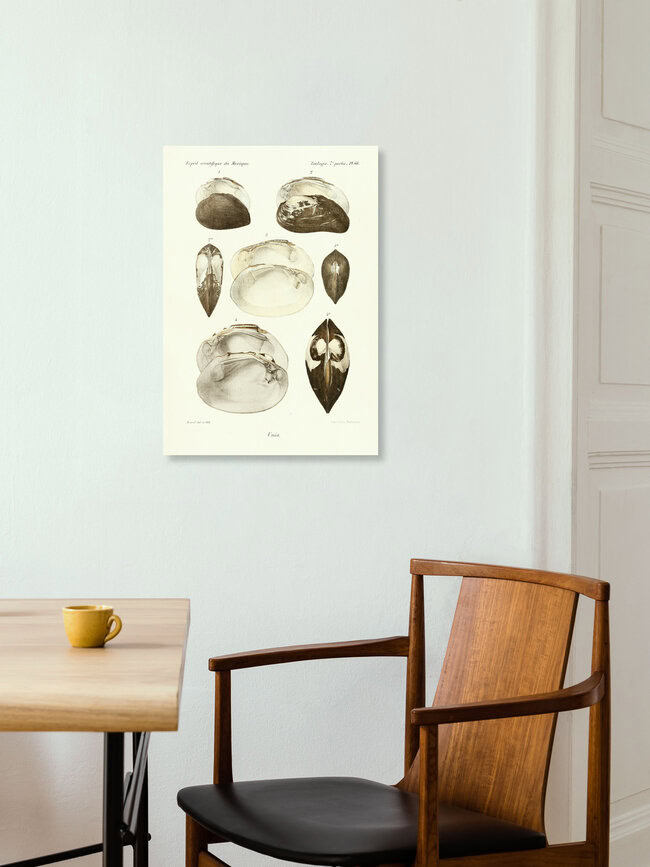 Wandbild 'Vintage Illustration Muscheln 12' – Kunst von Vintage Nature Graphics als Poster oder Acrylglasbild